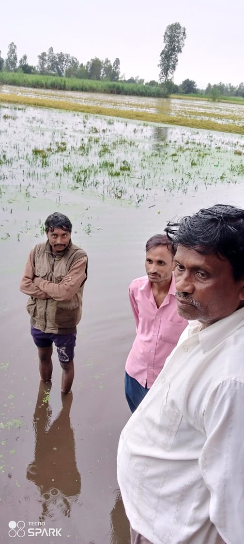 पीलीभीत  :मूसलाधार बारिश होने से किसान पूरी तरह बर्बाद हो गया है। खेतों में खड़े धान सड़ने लगे है और खड़े धानों में पानी भरने से हवा चलने से गिर गया