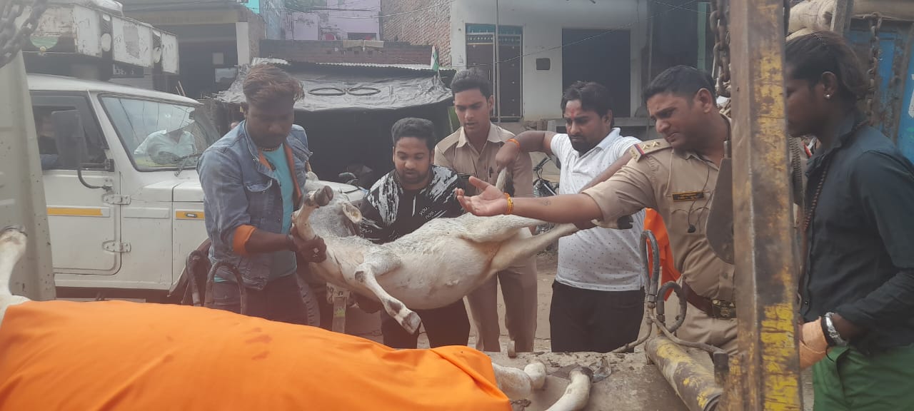 फर्रुखाबाद : अज्ञात वाहन ने गोवंश को उतारा मौत के घाट फर्रुखाबाद नगर पालिका ईओ की लापरवाही आई सामने