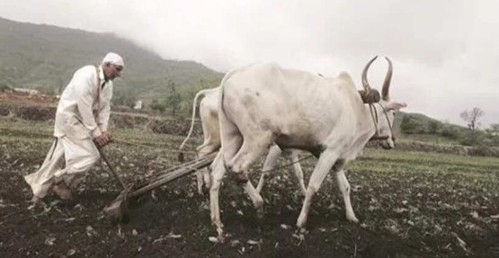 पीलीभीत : लगातार मूसलाधार बारिश होने से खेत जलमग्न, फसलों को भारी नुकसान।