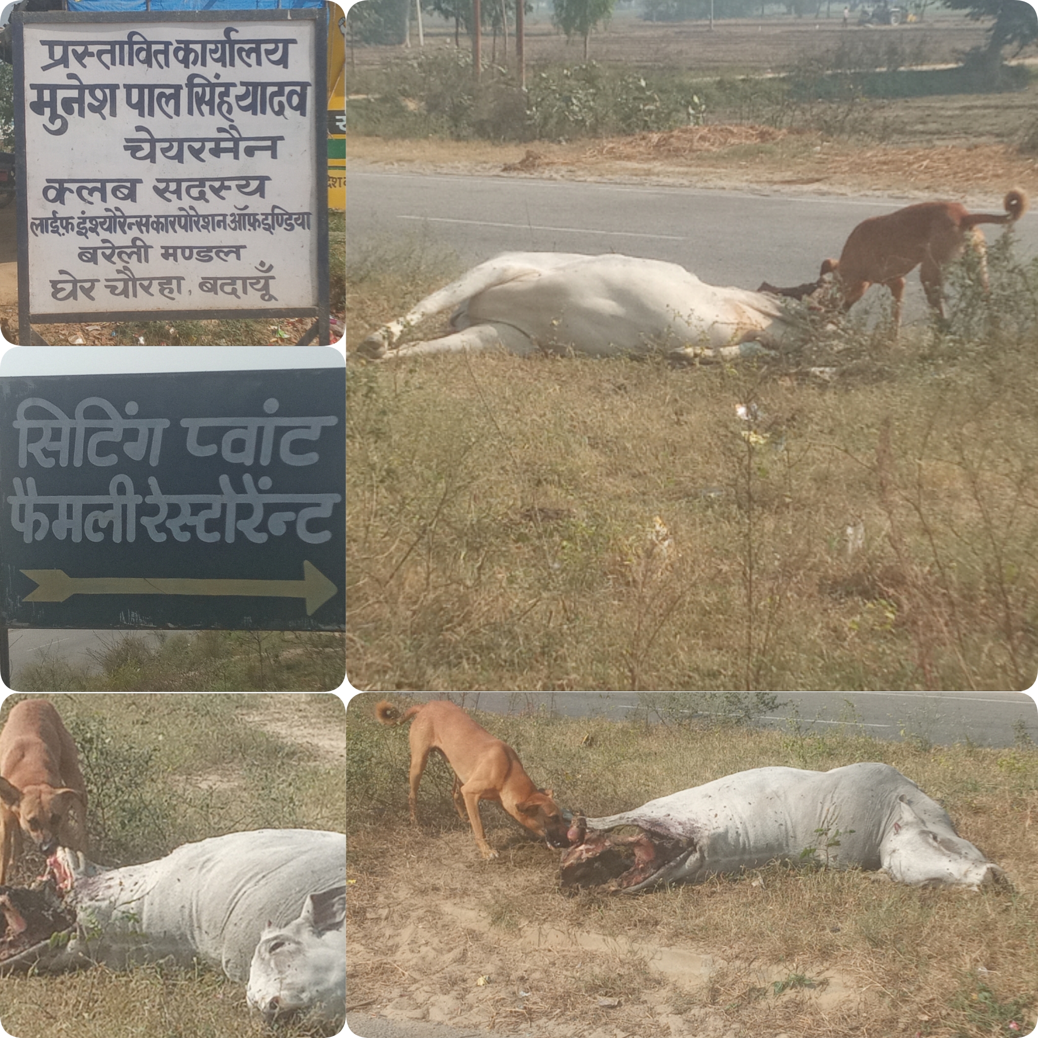 बदायूं: एक्सीडेंट मैं मृत गोवंश को निवाला बनाते आवारा कुत्ते!