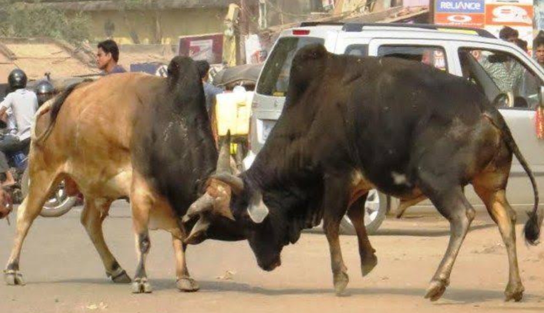 गौतमबुद्ध नगर:हाईराइज सोसाइटी के बाहर सांडों का तांडव, 4 साल की बच्ची को किया घायल