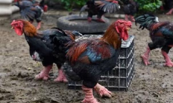 नैनो कार से भी है महंगा है ये मुर्गा, कीमत और खासियत है खास
