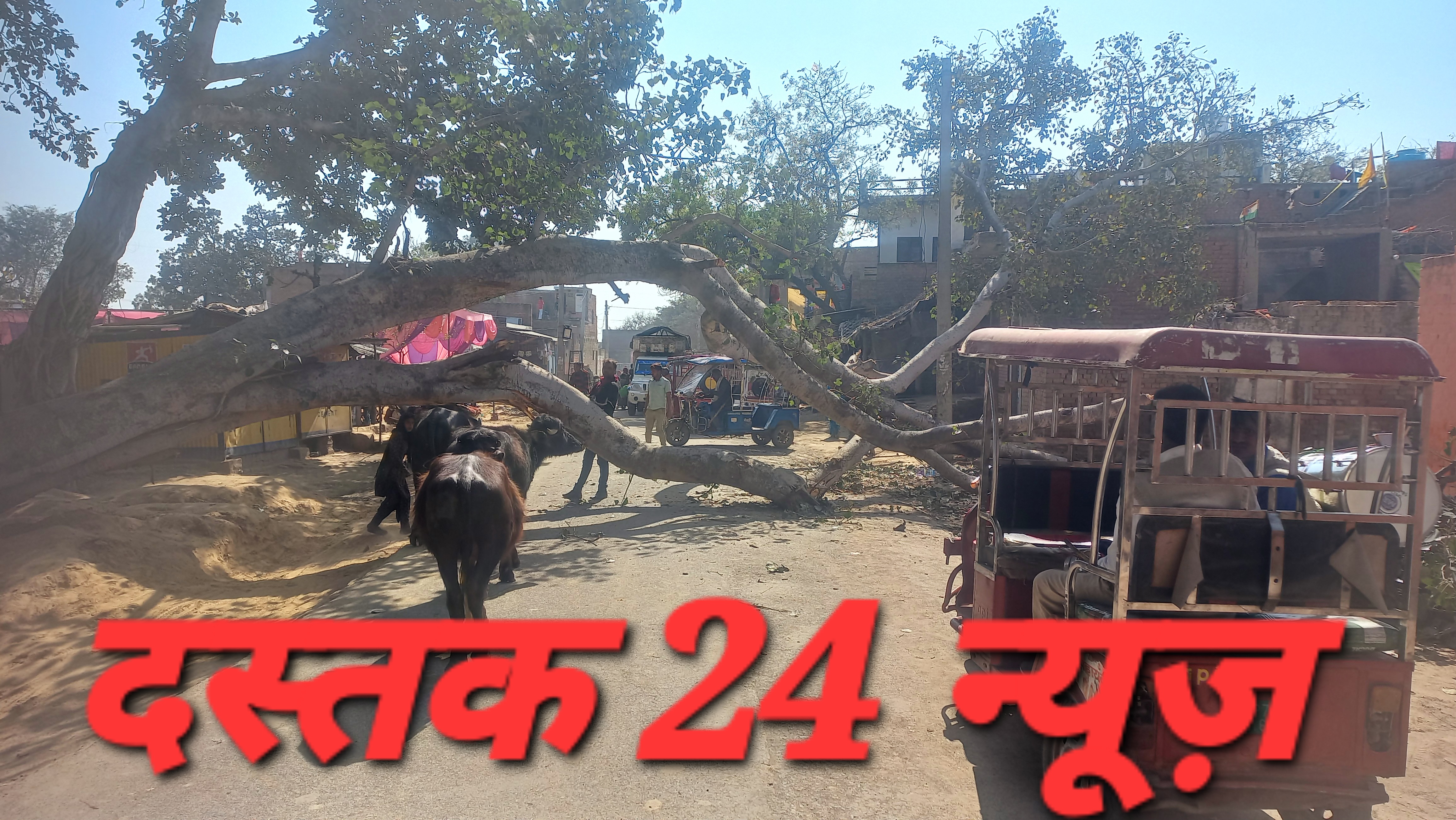 फर्रुखाबाद:- सड़क पर गिर पीपल, प्रशासन लापरवाह ।