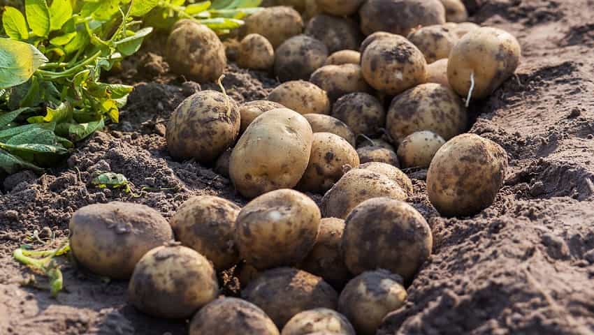 फर्रूखाबाद:किसानों की बर्बादी का कारण बना आलू की अधिक पैदावार