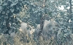 कोरबा ब्रेकिंग: लोगो की बढ़ी चिंता,शहर पहुंचा हाथियों का दल