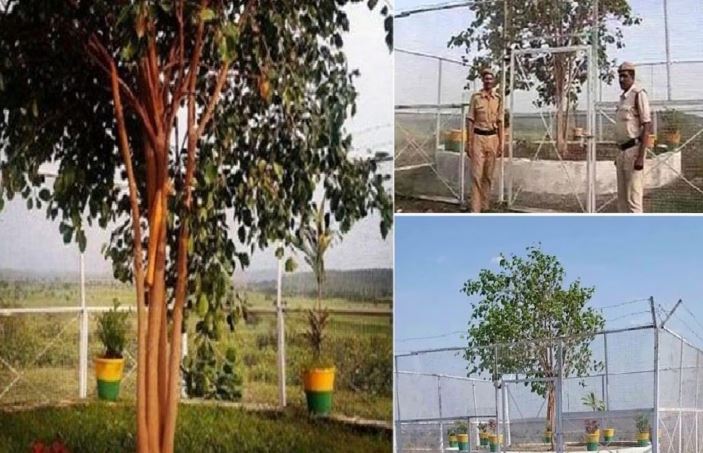 पेड़ की सुरक्षा में 24 घंटे तैनात रहते हैं कमांडो, अब तक 64 लाख खर्च