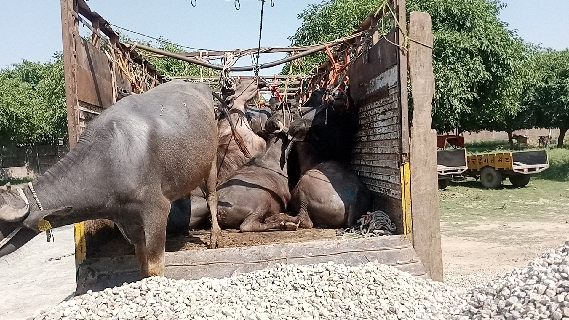 बरेली - हिंदू रक्षा दल ने पशुओं से भरी कैंटर पकड़कर पुलिस को सौंपी पशु क्रूरता अधिनियम के तहत किया मुकदमा दर्ज।