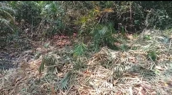 पीलीभीत:टाईगर रिजर्व क्षेत्र में बीते बर्षों से बेंत की बेशकीमती लकड़ी अबैध रुप से कटान लगातार जारी है।