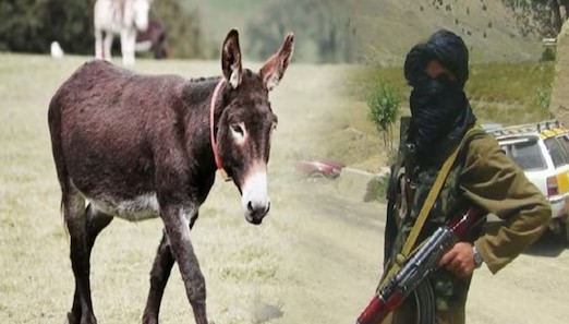 पाकिस्तान की मस्जिद में घुसा गधा तो मच गया बवाल, एक गधा के चकर में 51 लोगों की हो गई हत्या!