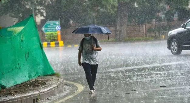 बरेली/रामनगर में बारिश बनी किसानों के लिए श्राप और वरदान, मिर्च बर्बाद तो धान को मिला जीवनदान।