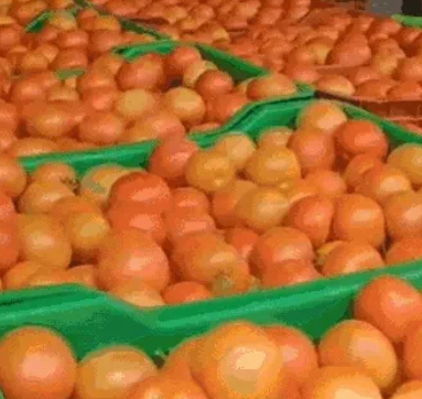 बारिश से पैदावार में कमी, लखनऊ में थोक भाव से तीन गुना महंगा रेट