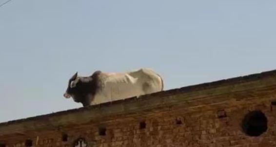 पीलीभीत: कभी देखा है घर की छत पर टहलता हुआ सांड