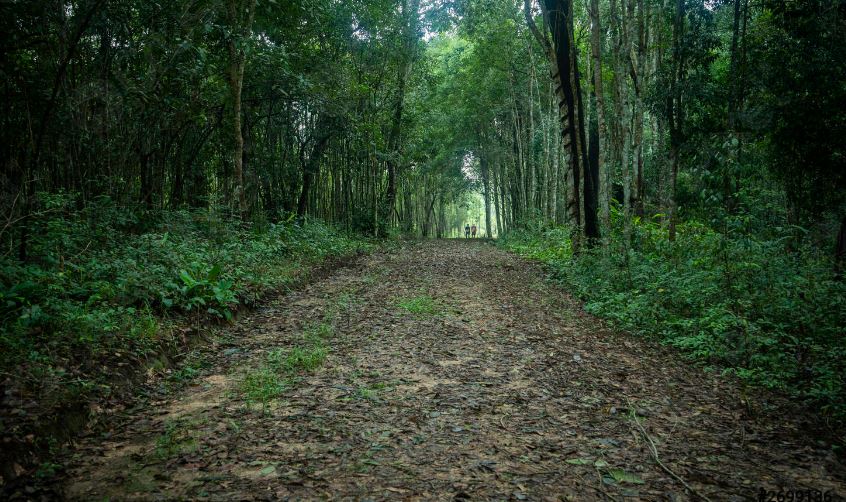 पीलीभीत में जंगल मार्गों के लिए नियम तो बनाए पर पालन कराना भूले जिम्मेदार