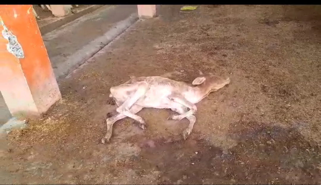 फर्रुखबाबद: गौशाला में भूख प्यास से तड़प तड़प कर दम तोड़ रहे  गौवंश संरक्षण को पलीता लग रहा