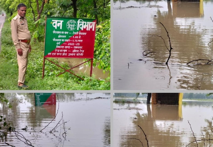 बरेली - मूसलाधार बारिश से आंवला में वन विभाग में लगे लाखों पेड़ों की पौधशाला बरसात के पानी में डूबी हुआ लाखों का नुकसान।