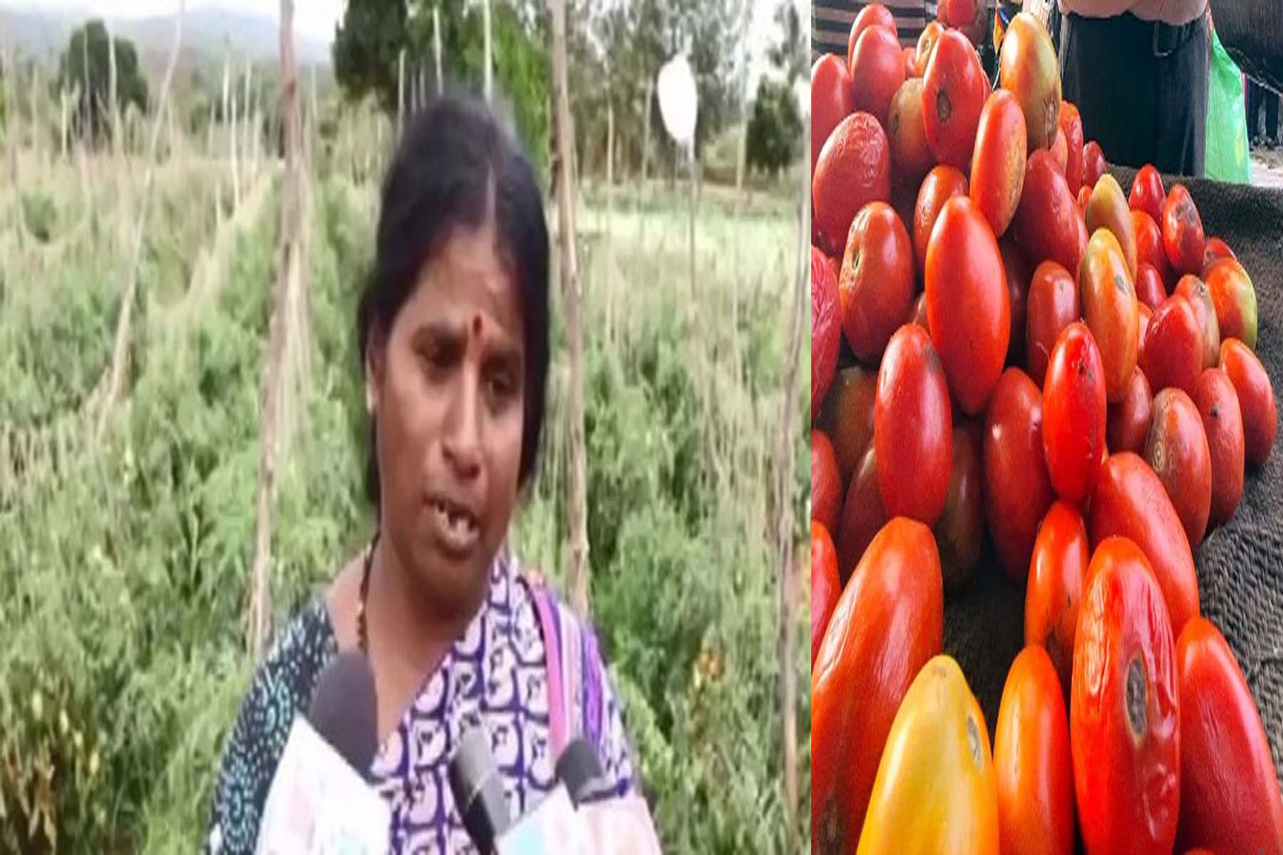 महिला किसान के खेत में ही घुस गए डकैत, 2.5 लाख रुपये के टमाटर 60 बोरियों में भरकर ले गए डकैत