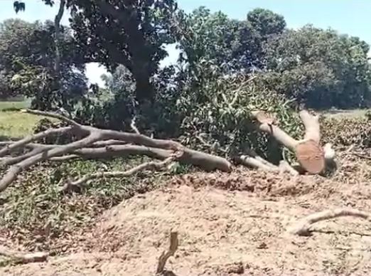 पीलीभीत लकड़ी माफियाओं ने उजाड़ा आम का हरा बाग, कमिश्नर कर रही थी वृक्षारोपण समिति की बैठक