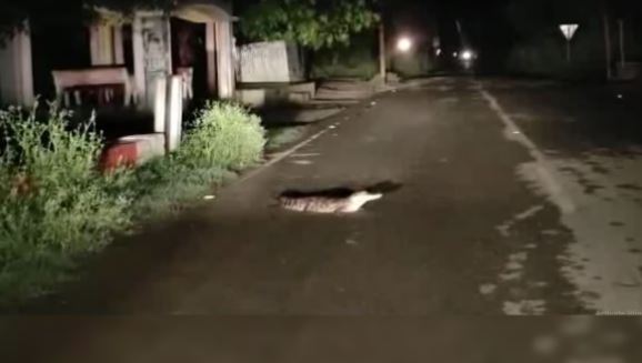 पीलीभीत में सावधान नालियों से आ रहे मगरमच्छ, वन विभाग को लोगों से करनी पड़ी अपील