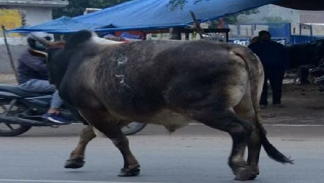 मैनपुरी में ई-रिक्शा चालक पर सांड ने कर दिया हमला, चाहकर भी न बचा पाए लोग; तोड़ दिया दम