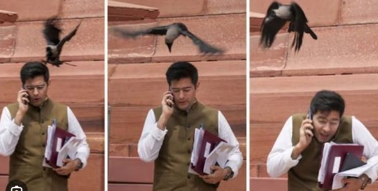 AAP सांसद राघव चड्ढा के सिर पर संसद भवन में चोंच मार गया कौवा