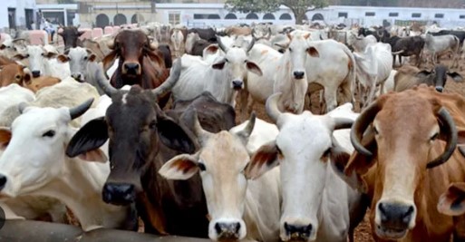 प्रयागराज : 01 सितम्बर से दिसम्बर, 2024 तक होगी पशुओं की गणना जिला सूचना कार्यालय प्रयागराज द्वारा जारी 21वीं पशुगणना का कार्य प्रारम्भ