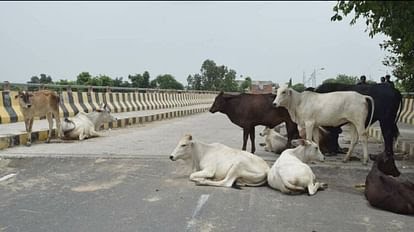 मैनपुरी में सांड ने किसान को पटककर मार डाला,खेत पर गया था किसान, ग्रामीणों में दहशत; बोले- फसल के साथ जीवन पर संकट बने आवारा पशु