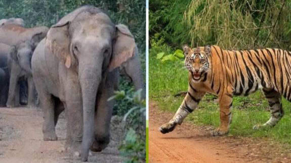 पीलीभीत में हाथियों की चिंघाड़ और बाघ की दहाड़ से सदमे में ग्रामीण, सुरक्षा को लेकर उठ रहे सवाल