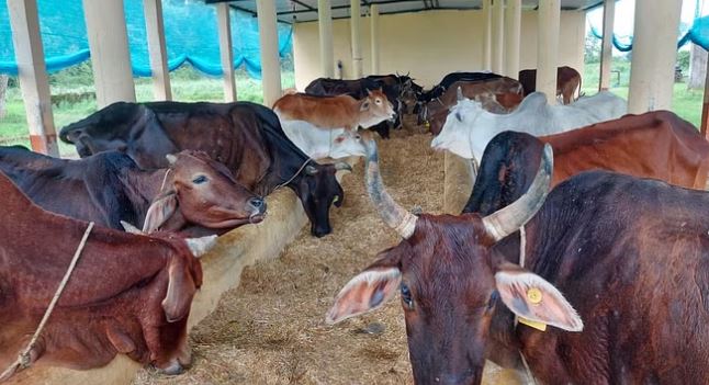 10 रुपये किलो मिलता है भूसा… 50 रुपये में कैसे भरेगा गोवंश का पेट