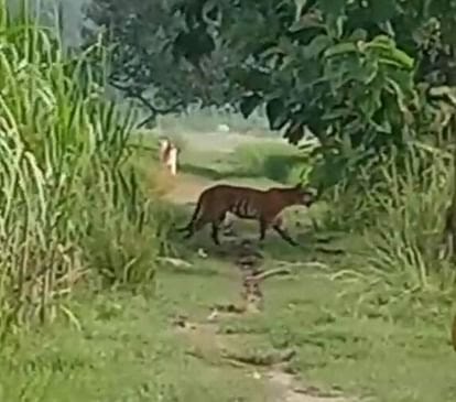 पीलीभीत के खेत में बाघ को देख सहमा किसान