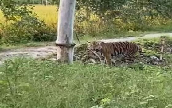 पीलीभीत के गांव मथना में गुरुद्वारे के समीप पहुंचा बाघ, राहगीरों के थम गए कदम, इलाके में दहशत