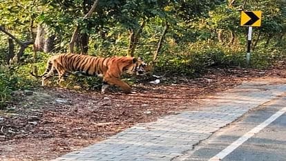 पीलीभीत बाघ न पकड़े जाने से आक्रोशित ग्रामीणों ने लगाया जाम, अफसरों ने बदला वनमंत्री का रूट
