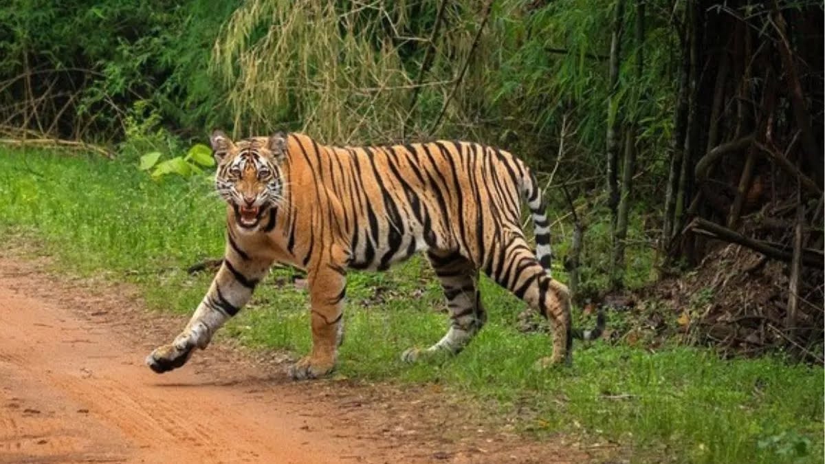 पीलीभीत के डगा गांव में बाघ का आतंक, बकरी को शिकार बनाने के बाद झाड़ियों में जमाया डेरा, दहशत में ग्रामीण