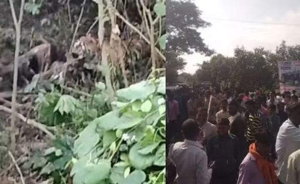 पीलीभीत में बाघ न पकड़े जाने से आक्रोशित ग्रामीणों ने लगाया जाम, अफसरों ने बदला वनमंत्री का रूट
