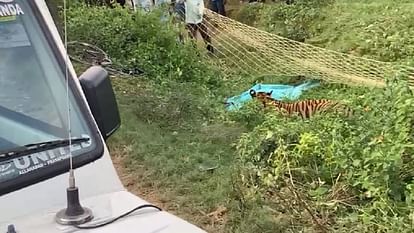 पीलीभीत में जमुनिया में पकड़ी गई बाघिन को पीलीभीत टाइगर रिजर्व में छोड़ा, गेस्ट हाउस में रातभर दहाड़ती रही
