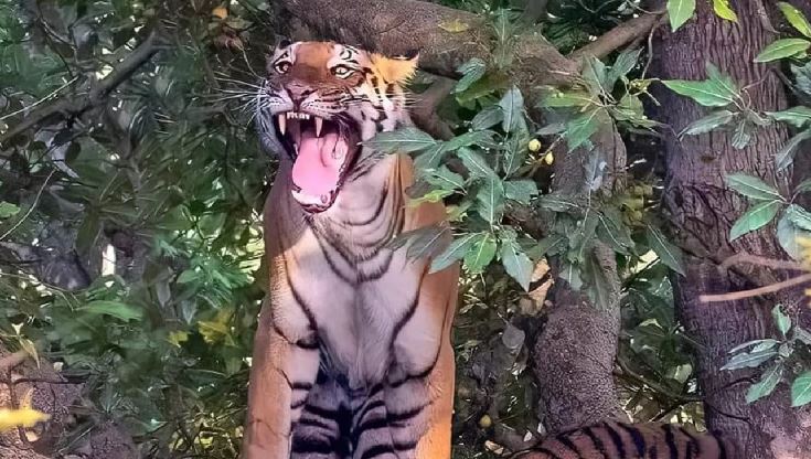पीलीभीत : तेंदुए के शव का हुआ पोस्टमार्टम