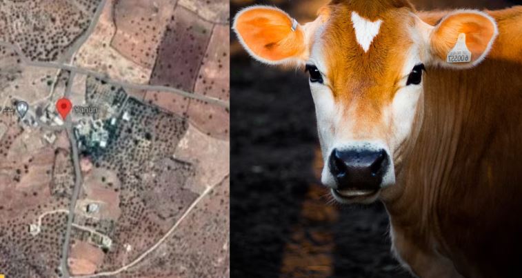 यहां गाय से करवाई जा रही जासूसी? लगा बड़ा आरोप