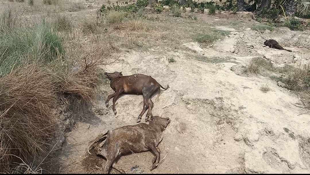 गाज़ीपुर:मृतक पशुओं के शव को पिछले कई महीनों से नोच रहे कुत्ते ग्राम प्रधान सचिव बेखबरमृतक पशुओं के शव को पिछले कई महीनों से नोच रहे कुत्ते ग्राम प्रधान सचिव बेखबर