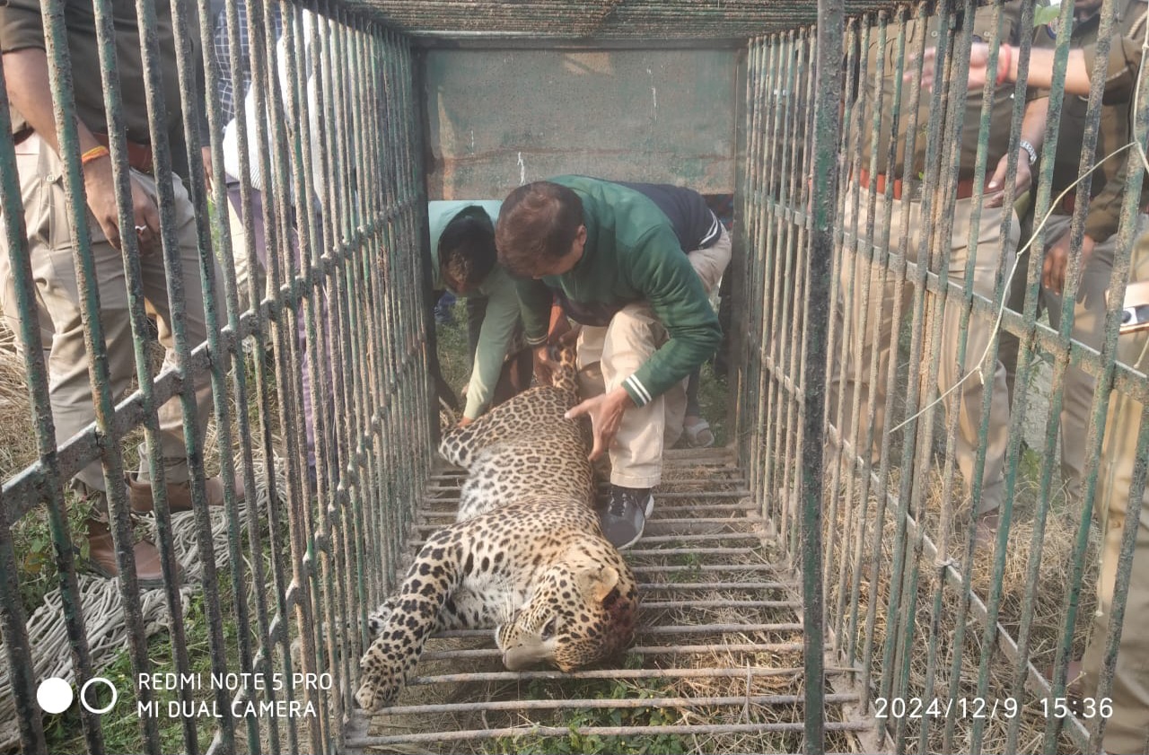 फर्रुखाबाद: तेंदुए के पकड़े जाने से खुशी का माहौल प्रशासन ने ली राहत की सांस ?