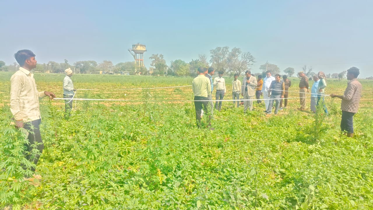 फर्रुखाबाद:सीडीओ ने ग्राम पंचायत खंडोली में आलू की फसल की क्रॉप कटिंग कराई व गौवंश आश्रय स्थल का किया निरीक्षण।