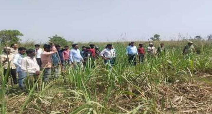 लखीमपुर खीरी :  खेतों में बाघिन की चहलकदमी से दहशत में ग्रामवासी
