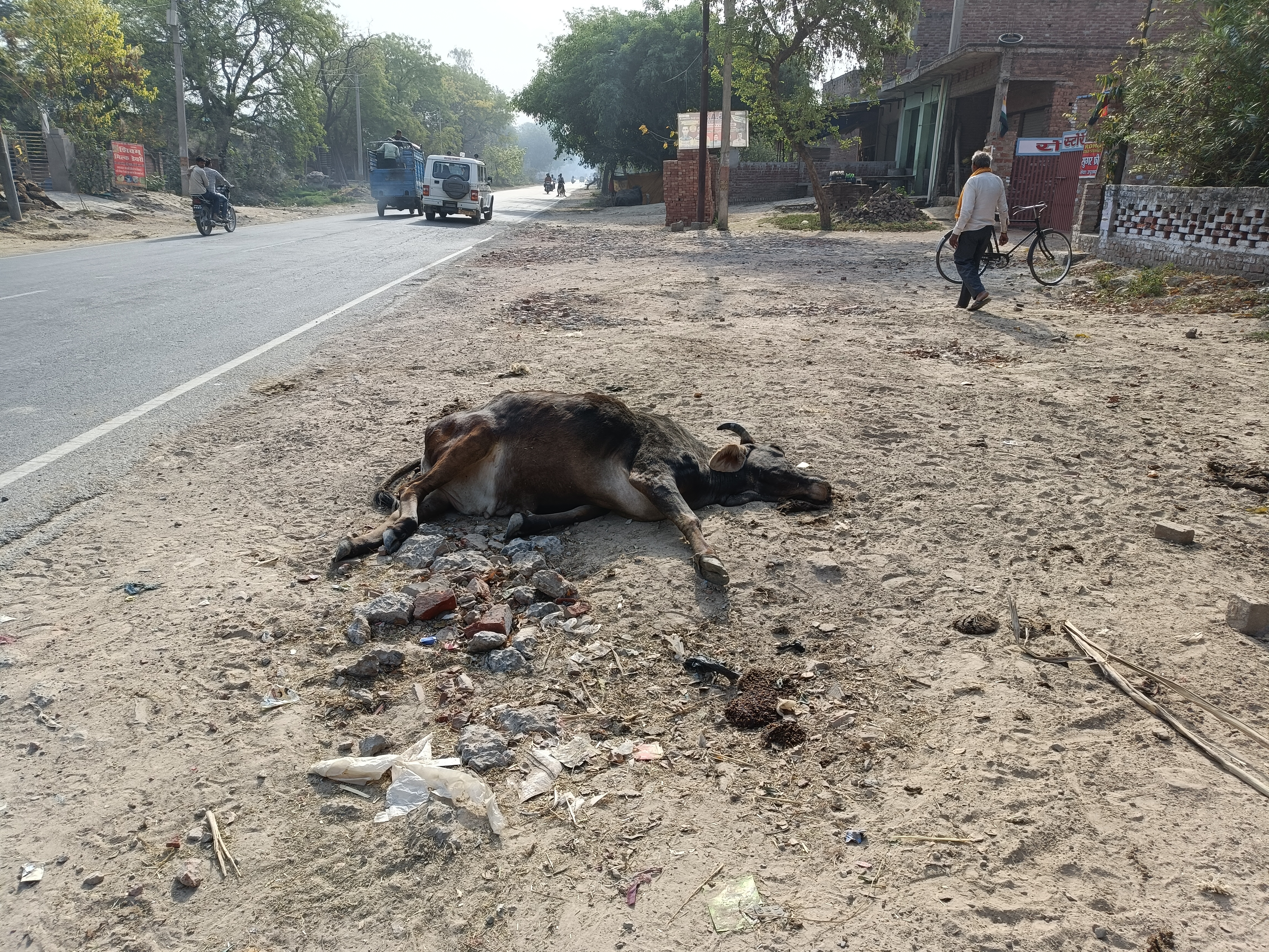 एटा :टक्कर की वजह से गाय की हुए दर्दनाक मौत