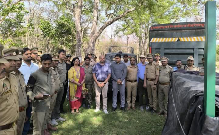 लखीमपुर खीरी : गोला गोकर्णनाथ - महेशपुर वन रेंज में पकड़ी गई आदमख़ोर बाघिन