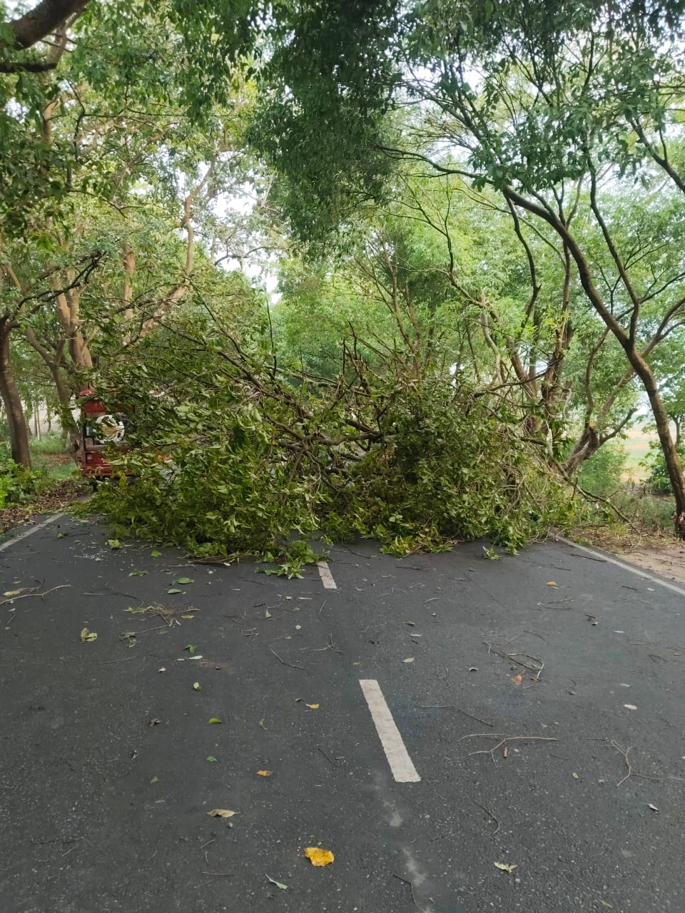 पीलीभीत : पूरनपुर-कलीनगर मार्ग पर गुरुद्वारा के पास पेड़ गिरने से चार पहिया वाहनों का आवागमन कई घण्टे बाधित रहा