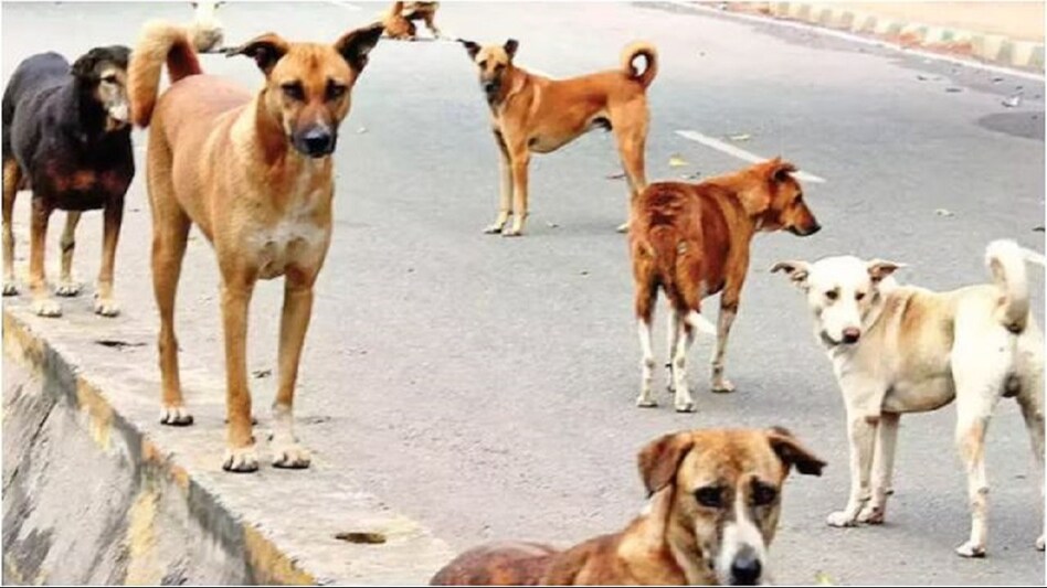 नोएडा में ‘श्वान संकट’ बना गंभीर चुनौती: 5 माह में 74,550 काटने के मामले, समाधान की राह अधूरी