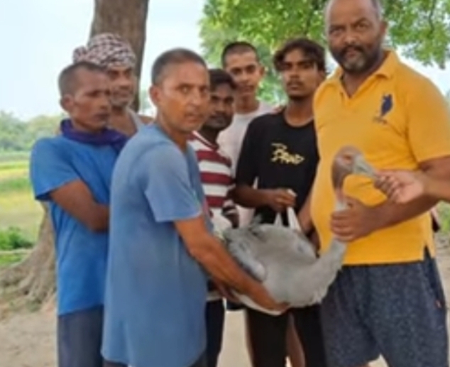 आजमगढ़: हाइटेंशन विद्युत तार की चपेट में आने से सारस पक्षी गम्भीर रूप से झुलसा, ग्रामीणों ने वन विभाग को दी जानकारी ?