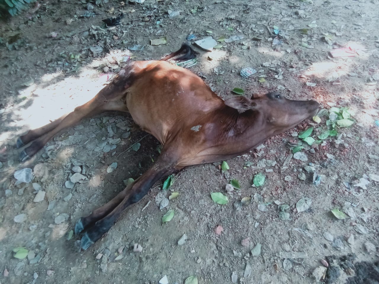 फर्रुखाबाद:घायल बछड़े की मदद के लिए भाजपा मीडिया प्रभारी राहुल राठौर आगे आए