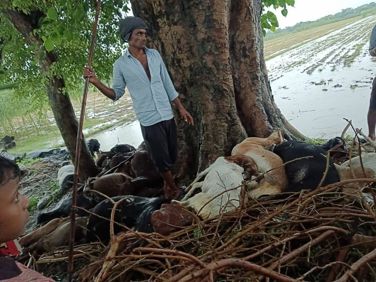 एटा में आसमानी आफ़त: खेत में गिरी बिजली से दो दर्जनों से अधिक बकरियों की दर्दनाक मौत