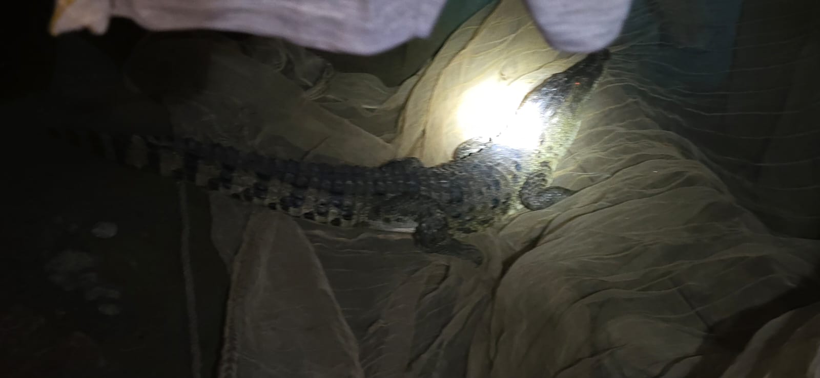 पीलीभीत : मगरमच्छ के घुसने से परिवार में मचा हड़कंप।