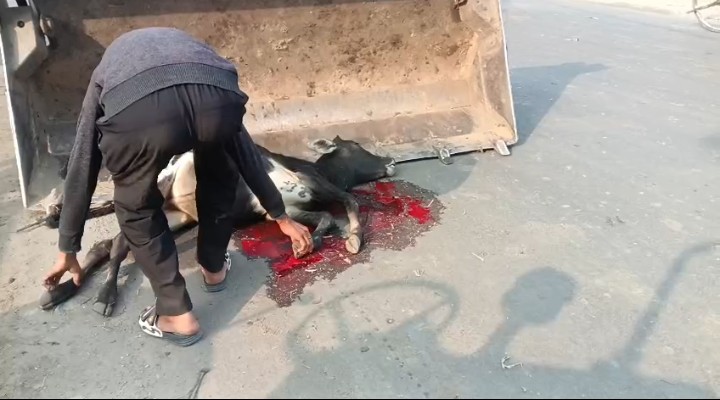 लखीमपुर खीरी : अज्ञात वाहन की टक्कर से गोवंश की दर्दनाक मौत, जिम्मेदारों पर उठे सवाल