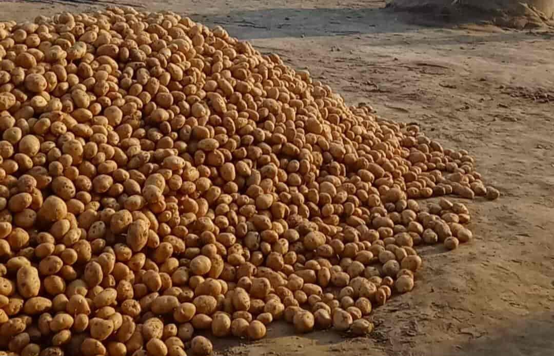 फर्रुखाबाद:एशिया की सबसे बड़ी आलू मंडी सातनपुर में मंदी का असर, 401 से 541 रुपये तक रहा आलू का भाव।